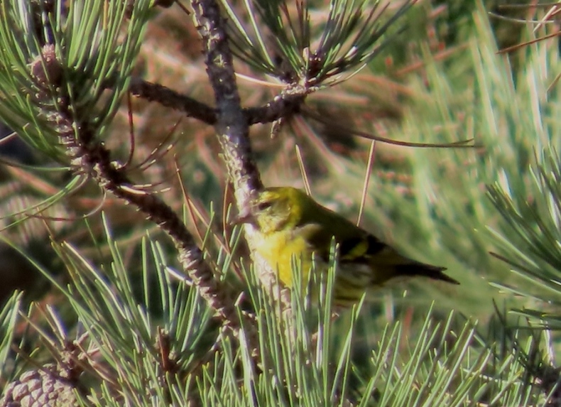 Eurasian Siskin
